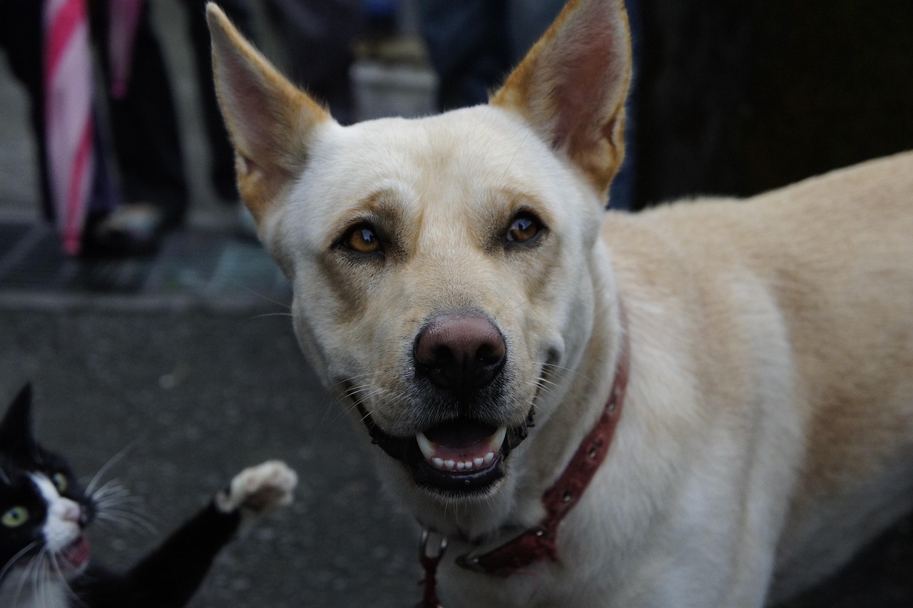 保定格力犬最新资讯贴吧，犬界热议与爱好者交流平台